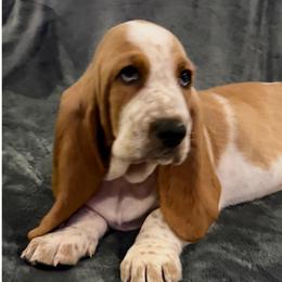 Black collar Male - Red and white male Basset Hound puppy in Columbia, South Carolina from Pawmetto Hounds