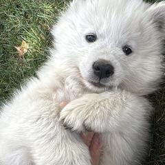 Snowball - White male Samoyed puppy in Morgan, Utah from Mountain Legacy Samoyeds