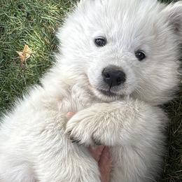 Snowball - White male Samoyed puppy in Morgan, Utah from Mountain Legacy Samoyeds
