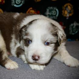 Peppermint - Red merle male Miniature Australian Shepherd puppy in El Dorado Springs, Missouri from HP Aussie Kennels