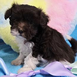 Choco with white boy - Chocolate male Havanese puppy in Vinita, Oklahoma from Locust Creek Shih Tzu & Havanese