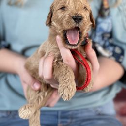 Goldendoodle Puppies from Muddydoodles