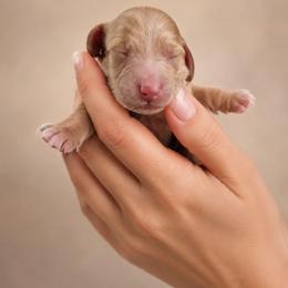 AKC Longhaired Cream Chase - Cream male Dachshund puppy in Los Angeles, California from Sterling Dachshunds