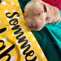 Purple collar female 1st pick - Yellow female Labrador Retriever puppy in Stafford Township, New Jersey from SommerLabs