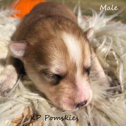 Pomsky Puppies from KP Pomskies LLC