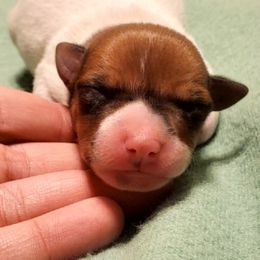 Miniature American Shepherd, Miniature Australian Shepherd, and Rat Terrier Puppies from Rocking 4C