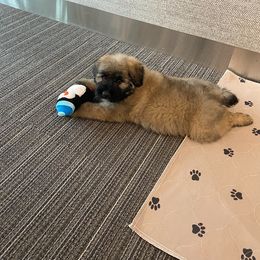 Bouvier des Flandres Puppies from Bouvier's of Rockingham
