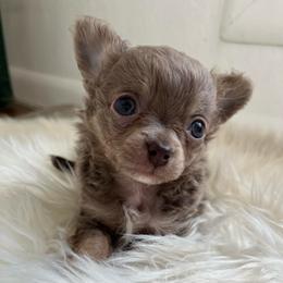 Major - Chocolate blue male Chihuahua puppy in Coweta, Oklahoma from Green Country Chihuahuas