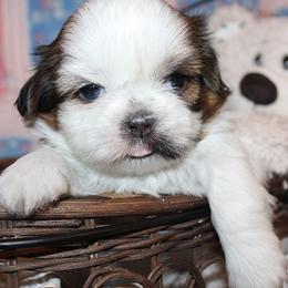 Boy 2 - Red and white male Shih Tzu puppy in Craig, Colorado from Rocky Mountain Shih Tzus and Dry Creek Miniature Dachshunds