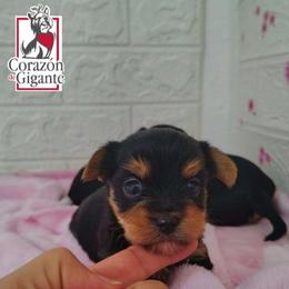 Hyacinth Bridgerton - Black and tan female Yorkshire Terrier puppy in California from Corazon de gigante