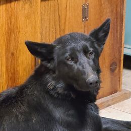 Donald - German Shepherd