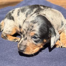Male 2 - Dapple male Dachshund puppy in El Campo, Texas from Creamer Creek Kennel