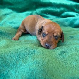 Hammy - Red male Dachshund puppy in Opelika, Alabama from Dachshund Darlins