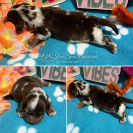 Flashy chocolate dapple - Dapple male Dachshund puppy in Pleasant Plains, Arkansas from JGBs Dachshunds