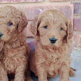 Goldendoodles and Poodles from Red Cliffs Poodles and Doodles