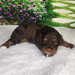 Phoebe - Chocolate female Cavapoo puppy in Marshfield, Missouri from Clearview Kennels