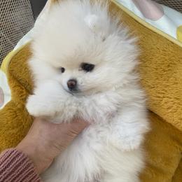 Mickey - White male Pomeranian puppy in Citrus Heights, California from Yev and Marina's Pomeranians (AKC)