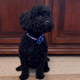 Jerry - Black male Poodle puppy in California from Central Valley Scotties