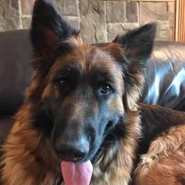 Qitana - German Shepherd