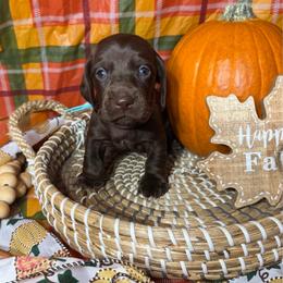 Mr. Peanut butter - Chocolate male Dachshund puppy in Yuba City, California from Mulberry Dachshunds