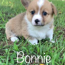 Pembroke Welsh Corgi Puppies from Cahas Corgis