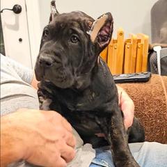 Tan Collar - Tiger female Perro de Presa Canario puppy in Pocahontas, Illinois from Cabeza Grande Kennel