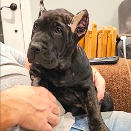 Tan Collar - Tiger female Perro de Presa Canario puppy in Pocahontas, Illinois from Cabeza Grande Kennel