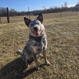 Han Solo - Blue mottled male Australian Cattle Dog puppy in Fairmont, West Virginia from Jedda ACDs