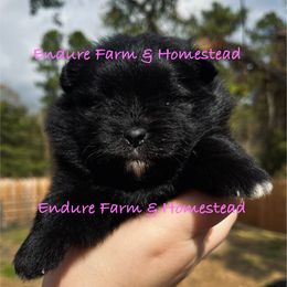 Licorice - Black female Pomeranian puppy in Plantersville, Texas from Endure Farm Inc