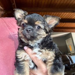 Chonk - Black and tan male Chihuahua puppy in Grass Valley, California from Red Paw Chihuahuas