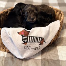 Dachshund All Grown Up from Kelbe’s Dachshunds