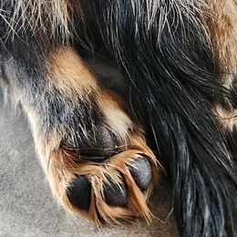 Dachshunds from Out in the BoonDachs