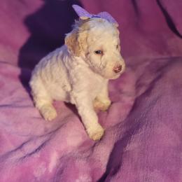 Poodle Puppies from Choco Poodles