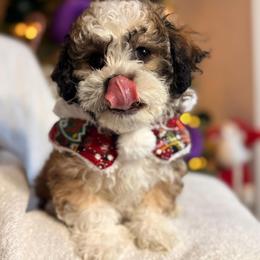 Brownie - Brown and white female Shichon puppy in Fort Lauderdale, Florida from Nona's Shichons