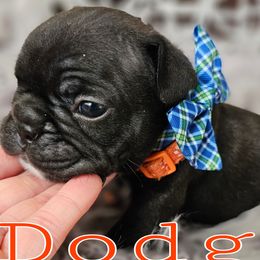Dodge - Brindle French Bulldog puppy in Winston Salem, North Carolina from Elegant East Coast French Bulldogs