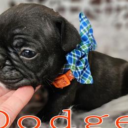 Dodge - Brindle French Bulldog puppy in Winston Salem, North Carolina from Elegant East Coast French Bulldogs