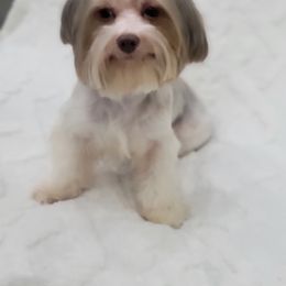 Dutchess - Yorkshire Terrier