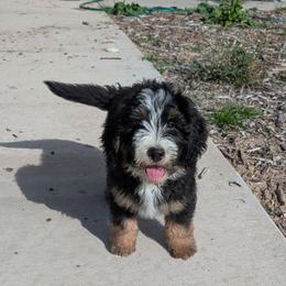 Draco Malfoy - Tri-color male Bernedoodle puppy in Indianola, Utah from Little Bear Bernedoodles