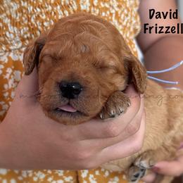 David Frizzell - Apricot male Goldendoodle puppy in Lancaster, Minnesota from North Star Dog Training