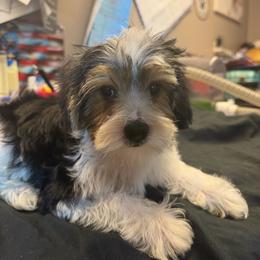 Chuck - Black & tan tri-color male Morkie puppy in Florence, Kentucky from 4paws4ever by Design