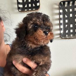 Sir Bakari - Phantom male Maltipoo puppy in Southern,, California from Maltipoo Tiny Pups & More