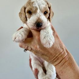 Daisy - Parti female Goldendoodle puppy in Lindon, Utah from Ruby’s Minidoodles LLC