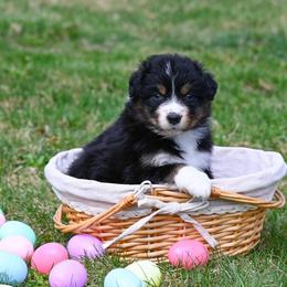 Boy 3 - Black tri-color male Australian Shepherd puppy in Rochester, Massachusetts from Clover Creek Aussies
