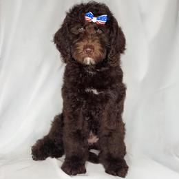 Indie - Chocolate female Double Doodle puppy in Cleveland, Tennessee from Edgewater Doodles & Designer Pups