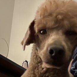 Poodles from Twindo Poodles