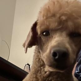 Poodles from Twindo Poodles