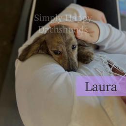 Cream Brindle Longhair - Pet Only CKC - Ready To Go - Laura - Brindle female Dachshund puppy in Pauls Valley, Oklahoma from Simply Happy Dachshunds