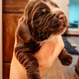 English Cocker Spaniel Puppies from MD Dogs Inc