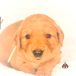 "Johnny from Goldie and Walter" Golden Retriever Puppies from Willowdale Puppies
