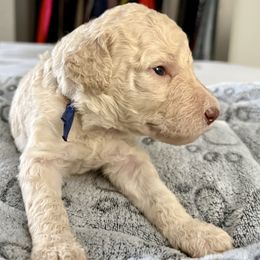 Mr Blue collar - White male Poodle puppy in Screven, Georgia from Dreamland Standard Poodles